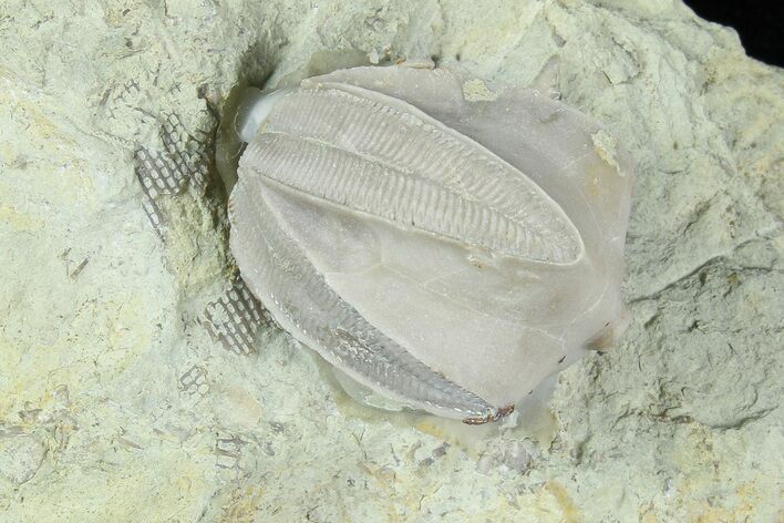 Blastoid (Pentremites) Fossil - Illinois #184092
